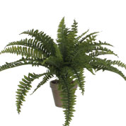 Artificial Plant - Boston Swordfern - MICA